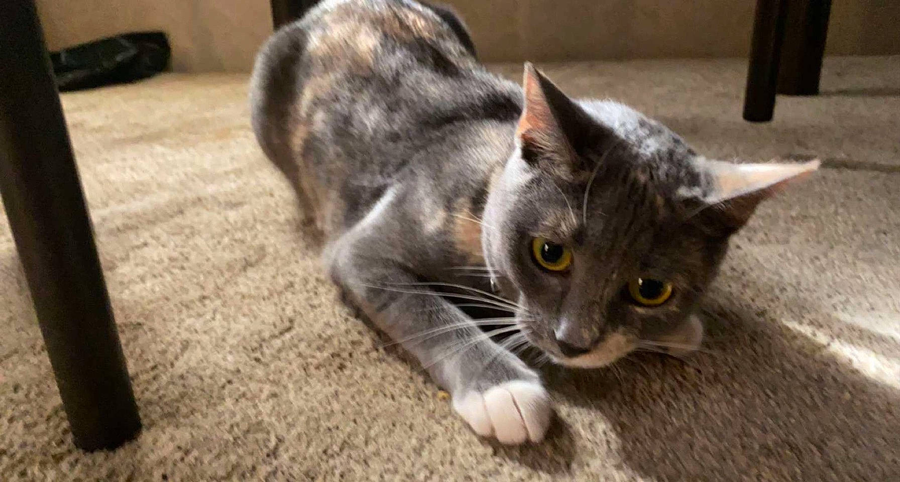 Donut is registered to the contest to win money with this photo: carnivore, cat, cat_toy, claw, domestic_short_haired_cat, felidae, fur, grey, paw, russian_blue, small_to_medium_sized_cats, snout, tail, whiskers, window