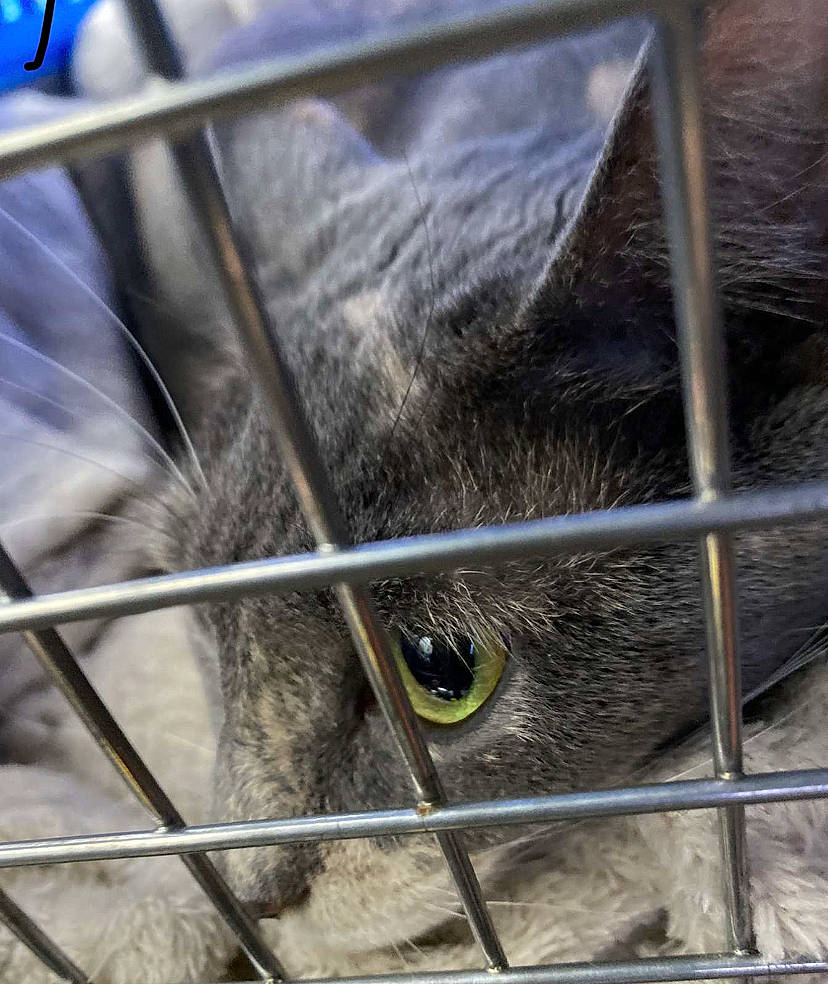 Donut joined the competition — help win amazing prizes! blue, cage, chain_link_fencing, close_up, eyelash, fawn, fence, grass, iris, line, livestock, mesh, plant, rabbit, snout, suidae, terrestrial_animal, whiskers, wire_fencing, working_animal