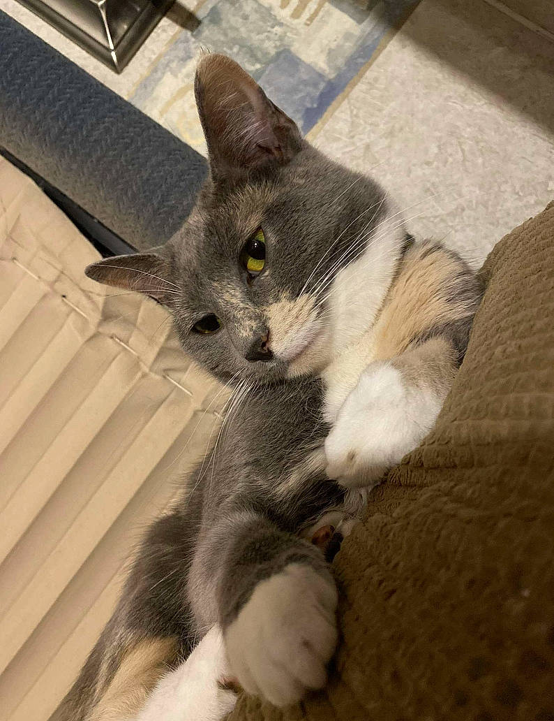 Donut is registered to the contest to win money with this photo: carnivore, cat, claw, comfort, domestic_short_haired_cat, felidae, flooring, fur, grey, hardwood, paw, sitting, small_to_medium_sized_cats, snout, tail, whiskers