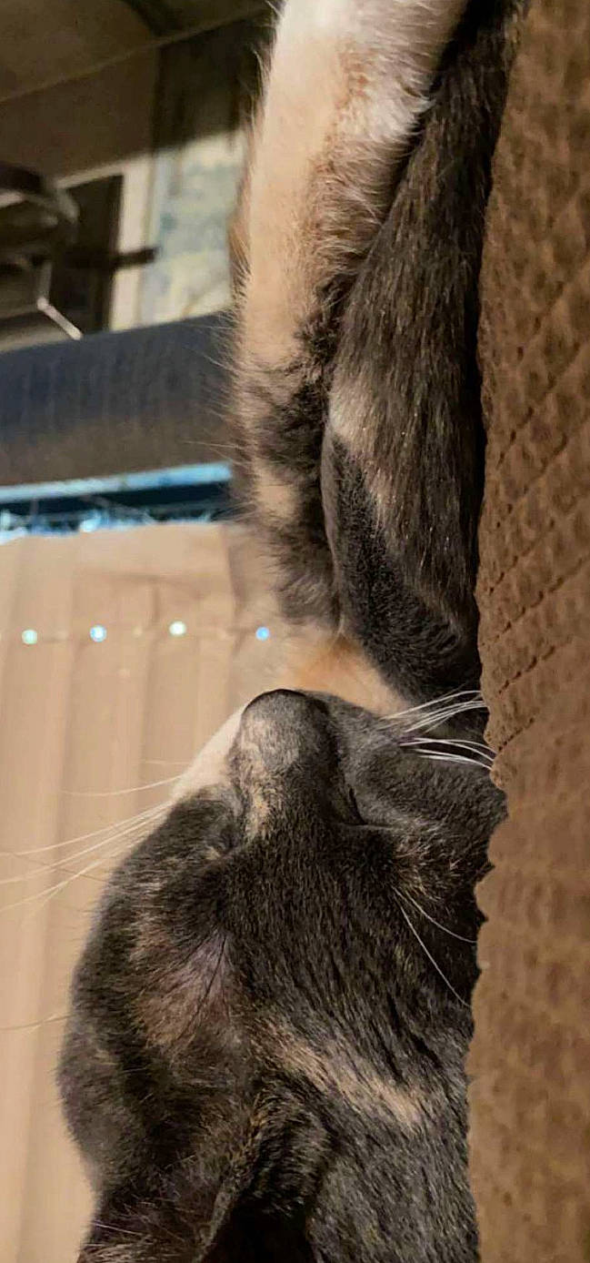 Donut joined the competition — help win amazing prizes! canidae, carnivore, cat, claw, dog_breed, domestic_short_haired_cat, felidae, fur, natural_material, paw, small_to_medium_sized_cats, snout, sporting_group, tail, terrestrial_animal, whiskers, wildlife, wood