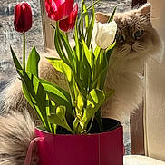 Gumbo joined the competition — help win amazing prizes! cat, tulips, flowers, bouquet, flower_pot, pink_pot, window, sunlight, indoor, plant, pet, furry, long_hair_cat, cream_cat, white_cat, green_leaves, petal, leaves, curtain, table