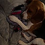 beagle, puppy, dog, plush_toy, eeyore, blanket, soft_texture, indoor, pet, animal, brown, white, black, paw, cute, sleepy, resting, toy, cozy, furry