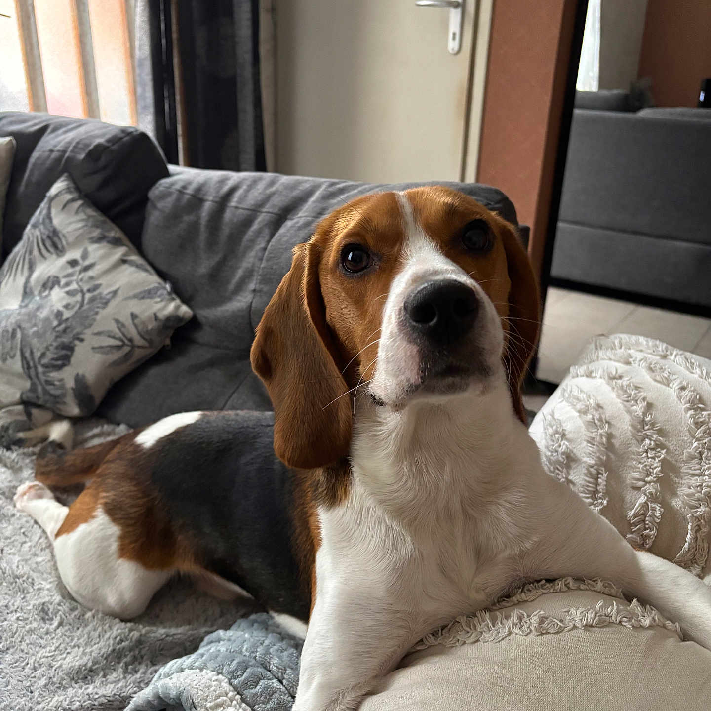 Sayko participe au concours pour gagner de l'argent avec cette photo : beagle, dog, pet, couch, blanket, pillow, indoor, living_room, furniture, window, curtain, door, relaxed, animal, mammal, fur, ears, snout, home, cozy