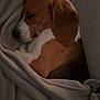 dog, beagle, puppy, sleeping, blanket, cozy, curled_up, brown, white, black, fur, pet, domestic_animal, resting, indoors, soft, cute, animal, snug, peaceful