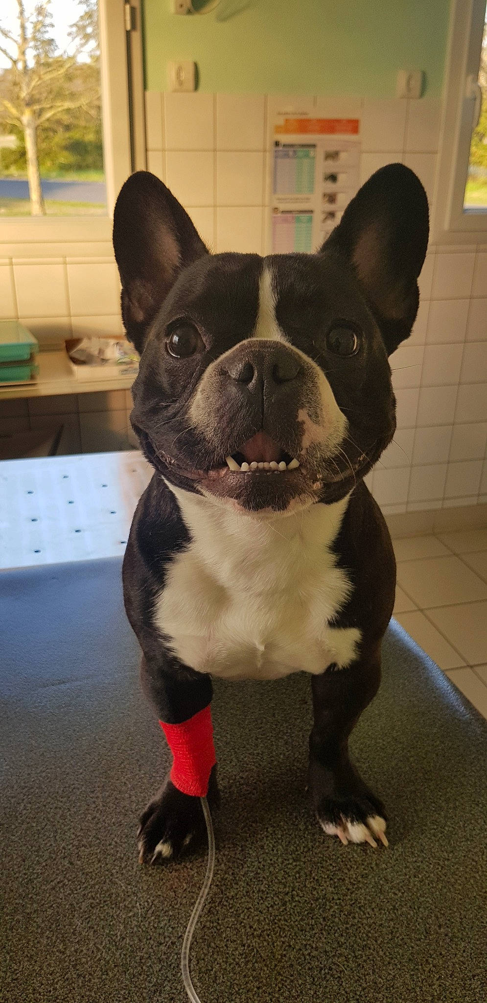 Jäger a rejoint le concours — aidez-le/la à gagner de superbes lots ! boston_terrier, canidae, carnivore, companion_dog, dog, dog_breed, fawn, french_bulldog, mammal, molosser, non_sporting_group, rare_breed_dog, snout, toy_bulldog, vertebrate