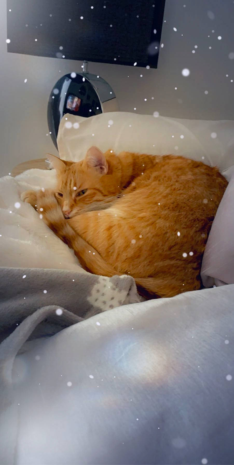 Abricot participe au concours pour gagner de l'argent avec cette photo : bathtub, cat, cuisine, fawn, felidae, food, plumbing_fixture, small_to_medium_sized_cats, snout, washing, water