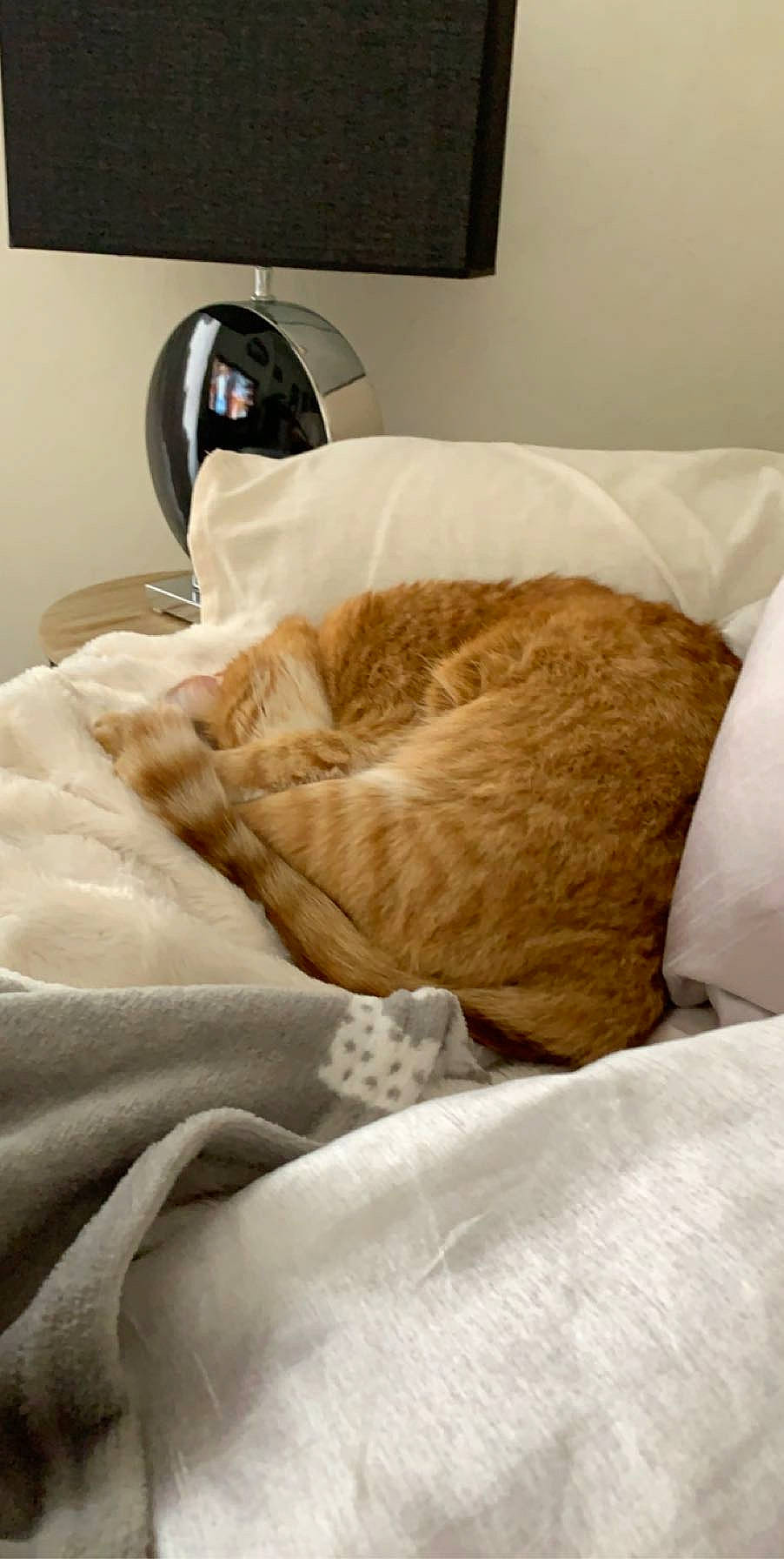 Abricot participe au concours pour gagner de l'argent avec cette photo : bed, bed_frame, bed_sheet, bedding, bedroom, blanket, comfort, duvet, duvet_cover, fur, furniture, linens, pillow, room, textile