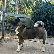 Kuma is registered to the contest to win money with this photo: dog, akita, pet, standing, profile, backyard, fence, lamp_post, concrete, tail_curled, fur, white_paws, brindle, outdoor, trees, shrubs, sunlight, shadow, portrait, animal