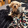 Marvin is registered to the contest to win money with this photo: dog, small_dog, fluffy, white_fur, sweater, collar, tag, sitting, portrait, pet, indoors, bed, blanket, cozy, television, dresser, bedroom, home, looking_at_camera, cute