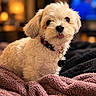 Marvin joined the competition — help win amazing prizes! dog, puppy, small_dog, fluffy, white_fur, long_hair, tongue_out, collar, tag, pet, animal, portrait, close_up, indoors, blanket, cozy, bed, television, lamp, soft_lighting