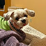 dog, small_dog, fluffy, white_dog, brown_dog, tongue_out, floppy_ears, collar, pet, animal, portrait, close_up, blanket, bed, cozy, indoors, home, warm_lighting, cute, relaxed
