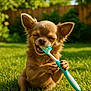 animal, chihuahua, cute, dog, ears, funny, grass, greenery, happy, muzzle, nature, outdoor, paw, pet, playing, small_dog, summer, sunlight, teeth, toothbrush