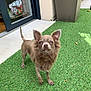 dog, brown_dog, small_dog, fluffy, pet, animal, grass, artificial_grass, outdoor, curious, ears_up, standing, canine, domestic_animal, close_up, looking_at_camera, tail_up, doorway, porch, sunlight