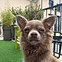Charlie participe au concours pour gagner de l'argent avec cette photo : dog, small_dog, outdoor, balcony, plants, greenery, fence, fur, ears, nose, animal, pet, portrait, sitting, relaxed, daylight, closeup, expression, face, canine