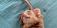 Charlie a rejoint le concours — aidez-le/la à gagner de superbes lots ! dog, small_dog, lying_down, feather, teal_background, fur, pet, cute, animal, paw, relaxed, indoor, looking_up, whimsical, cozy, playful, ears, snout, fur_texture, closeup