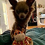 animal, bed, blanket, chair, chihuahua, cozy, dog, door, furniture, giraffe_toy, home, indoor, kitchen, pet, plush_toy, room, small_dog, toy, washing_machine, window_light