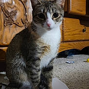 Bridget joined the competition — help win amazing prizes! cat, tabby, indoor, carpet, furniture, wood, pet, animal, whiskers, fur, eyes, curious, sitting, closeup, domestic, mammal, cute, portrait, household, feline