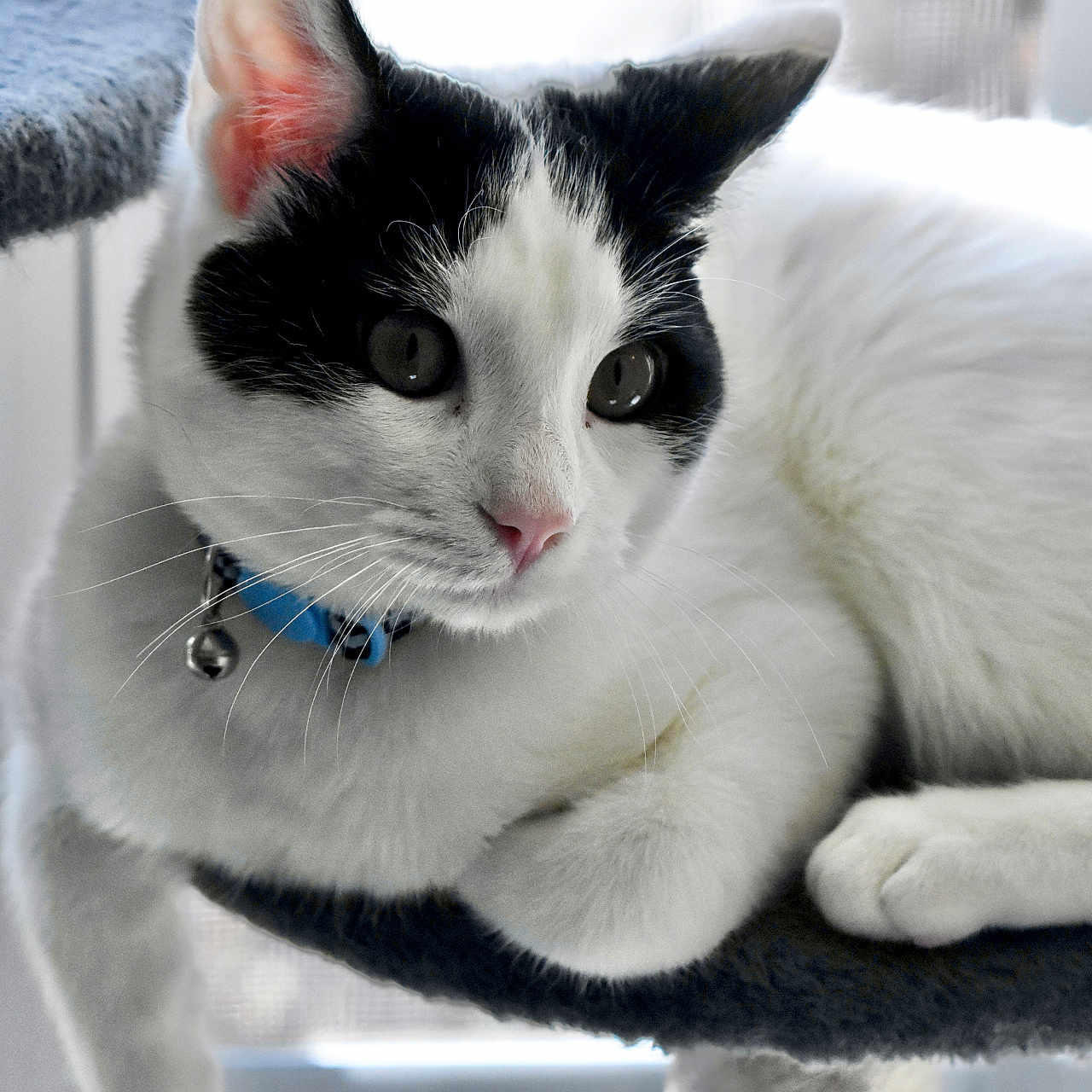 Leo