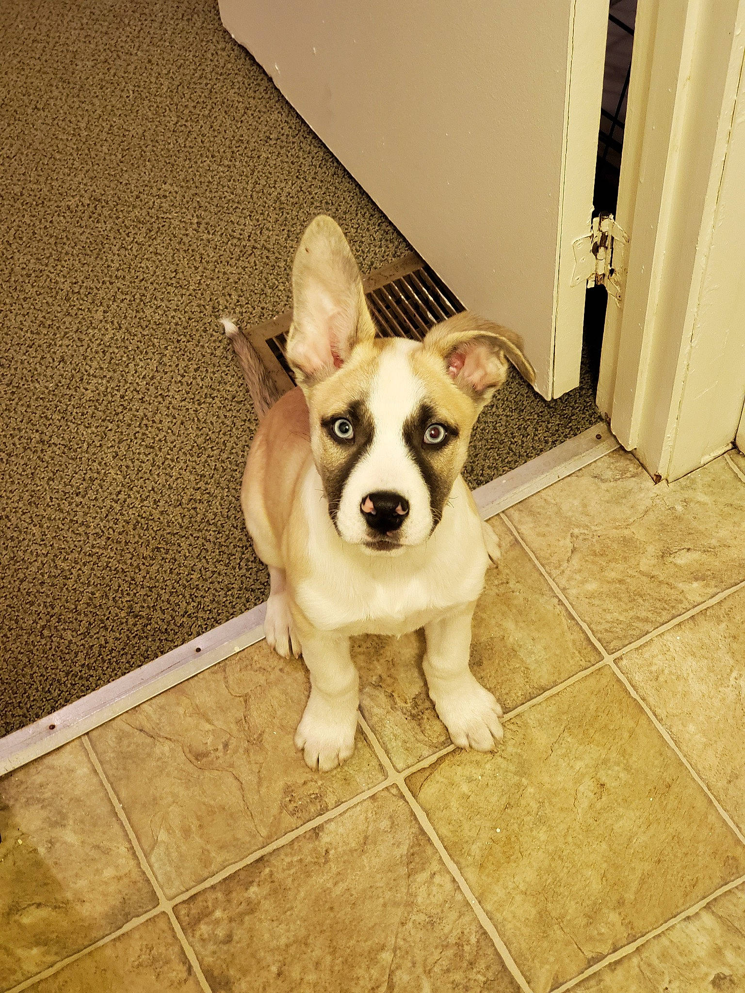 Odie joined the competition — help win amazing prizes! canidae, cardigan_welsh_corgi, carnivore, companion_dog, dog, dog_breed, ear, fawn, floor, flooring, mammal, nose, pembroke_welsh_corgi, puppy, rare_breed_dog, snout, street_dog, tile, vertebrate, welsh_corgi