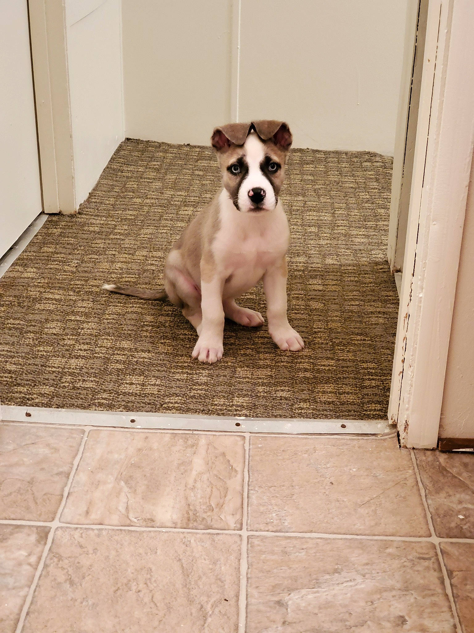 Odie joined the competition — help win amazing prizes! american_pit_bull_terrier, american_staffordshire_terrier, boston_terrier, canidae, carnivore, companion_dog, dog, dog_breed, fawn, floor, flooring, french_bulldog, mammal, non_sporting_group, pit_bull, puppy, snout, tail, tile, vertebrate