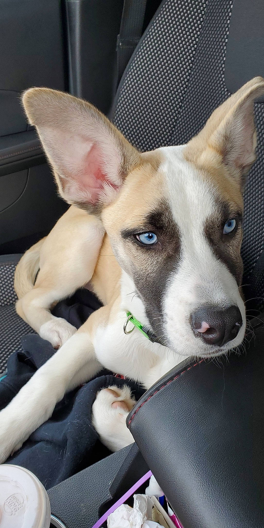 Odie is registered to the contest to win money with this photo: aspin, canidae, carnivore, carolina_dog, dog, dog_breed, ear, fawn, feist, ibizan_hound, mammal, non_sporting_group, rare_breed_dog, snout, street_dog, teddy_roosevelt_terrier, vertebrate, whippet, whiskers