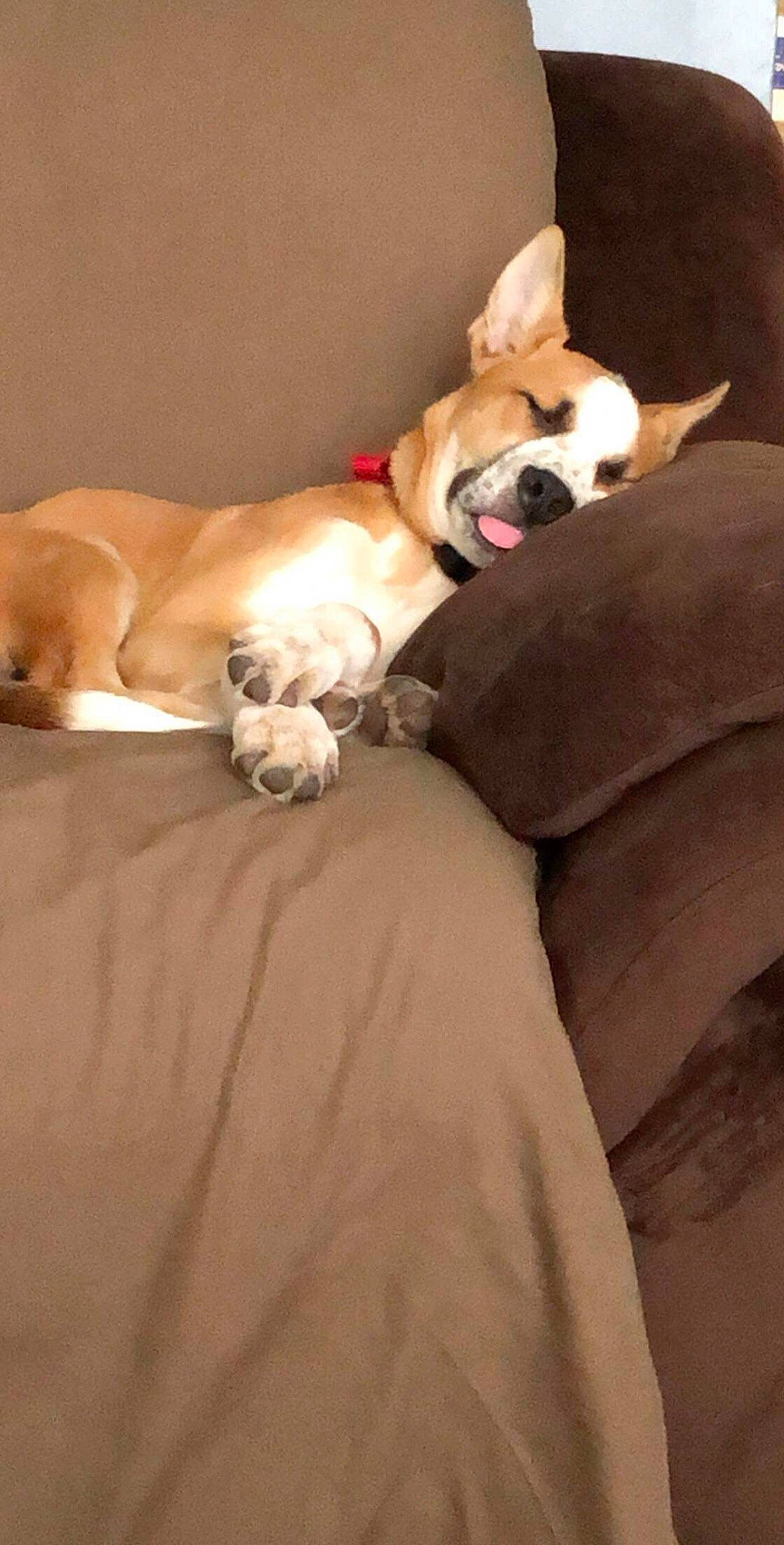 Leonidas is registered to the contest to win money with this photo: canidae, carnivore, companion_dog, dog, dog_breed, ear, fawn, french_bulldog, mammal, nap, non_sporting_group, puppy, puppy_love, sleep, snout, sporting_group, tail, vertebrate