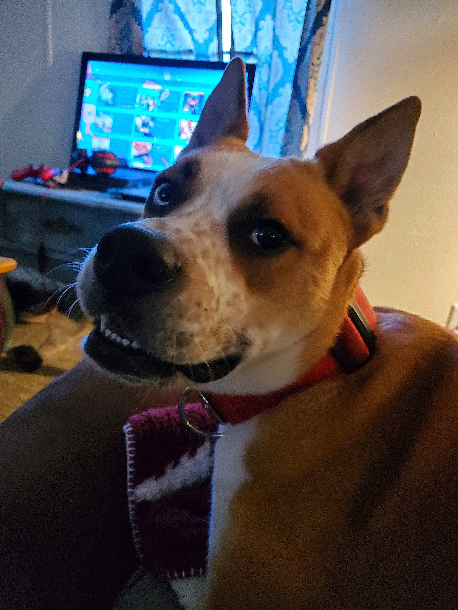 Leonidas is registered to the contest to win money with this photo: basenji, canidae, carnivore, carolina_dog, corgi_chihuahua, dog, dog_breed, ear, eye, fawn, feist, head, mammal, nose, organ, pariah_dog, rat_terrier, snout, vertebrate, whiskers