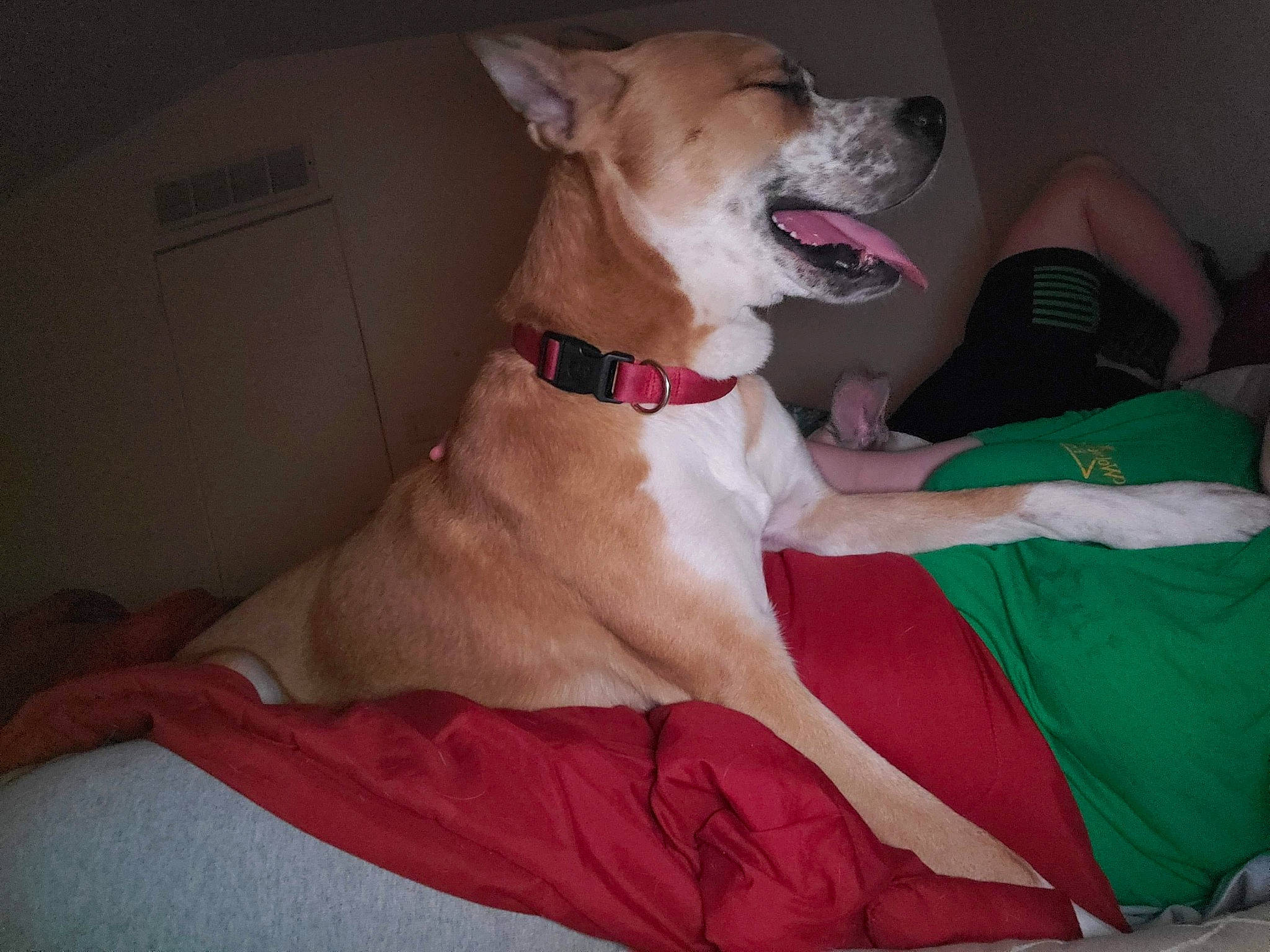 Leonidas is registered to the contest to win money with this photo: canidae, carnivore, carolina_dog, companion_dog, dog, dog_breed, dog_collar, fawn, feist, mammal, potcake_dog, snout, sporting_group