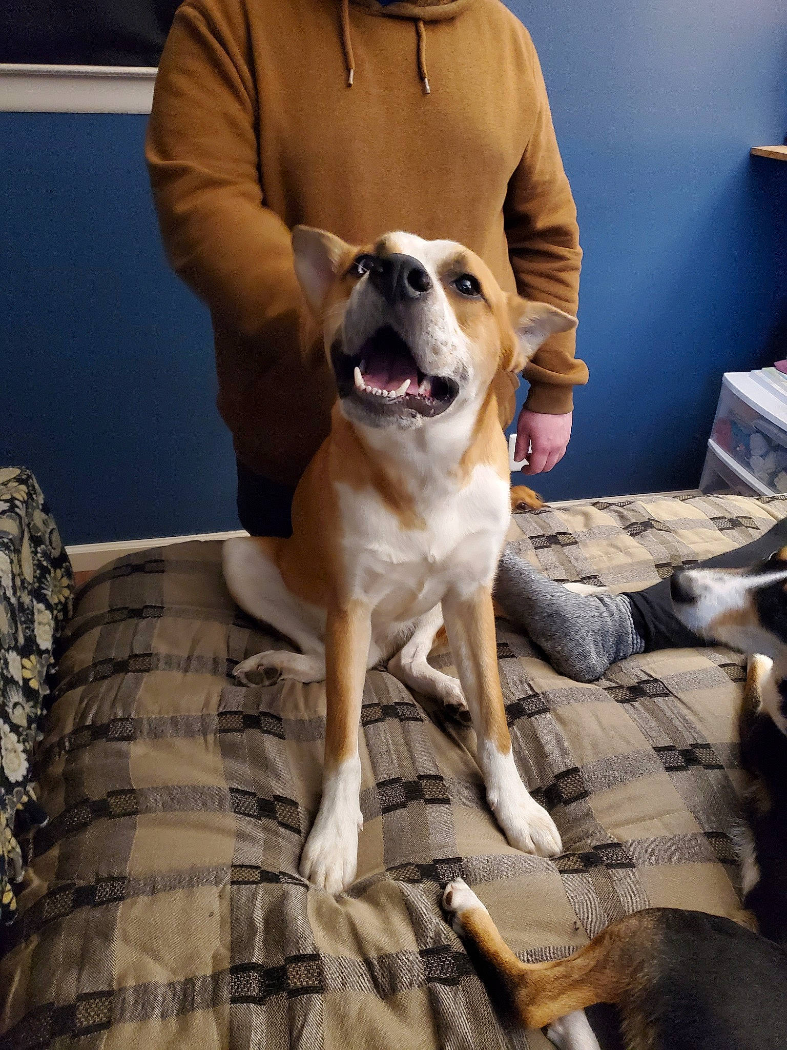 Leonidas is registered to the contest to win money with this photo: black_mouth_cur, canidae, carnivore, companion_dog, dog, dog_breed, fawn, feist, mammal, non_sporting_group, snout, sporting_group, vertebrate