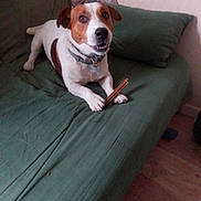 Roucky participe au concours pour gagner de l'argent avec cette photo : dog, jack_russell_terrier, pet, couch, green_couch, chew_stick, indoor, wooden_floor, collar, animal, canine, fur, ears, paws, looking_up, toy, home, furniture, relaxed, companion