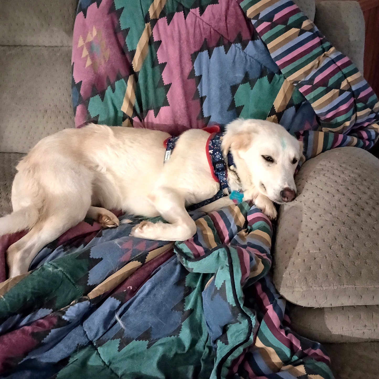 Penny is registered to the contest to win money with this photo: animal, armchair, blanket, canine, chair, couch, cushion, dog, eskimodog, furniture, homedecor, hound, indoors, labradorretriever, linen, person, pet, puppy, quilt, sleeping