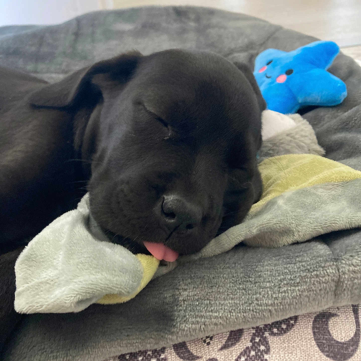 Telma participe au concours pour gagner de l'argent avec cette photo : adorable, animal, black_dog, blanket, close_up, cozy, cute, dog, home, indoor, pet_bed, plush_toy, puppy, relaxing, resting, sleeping, soft_texture, star_toy, tongue_out, young_dog