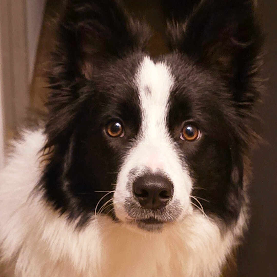 Ruby a rejoint le concours — aidez-le/la à gagner de superbes lots ! animal, canine, cockerspaniel, collie, dog, eskimodog, husky, papillon, pet, puppy, snout