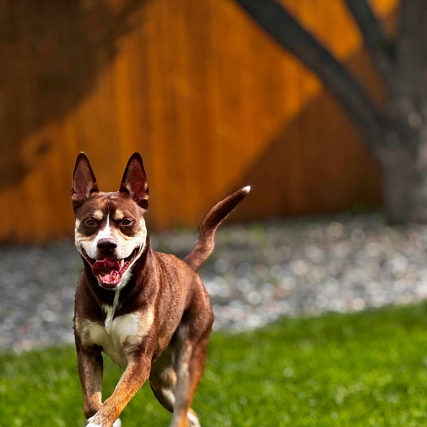 Bear joined the competition — help win amazing prizes! active, animal, blurred_background, brown_dog, canine, dog, ears, fence, grass, happy, lawn, nature, outdoor, pet, playful, running, sunlight, tongue, tree, white_paws