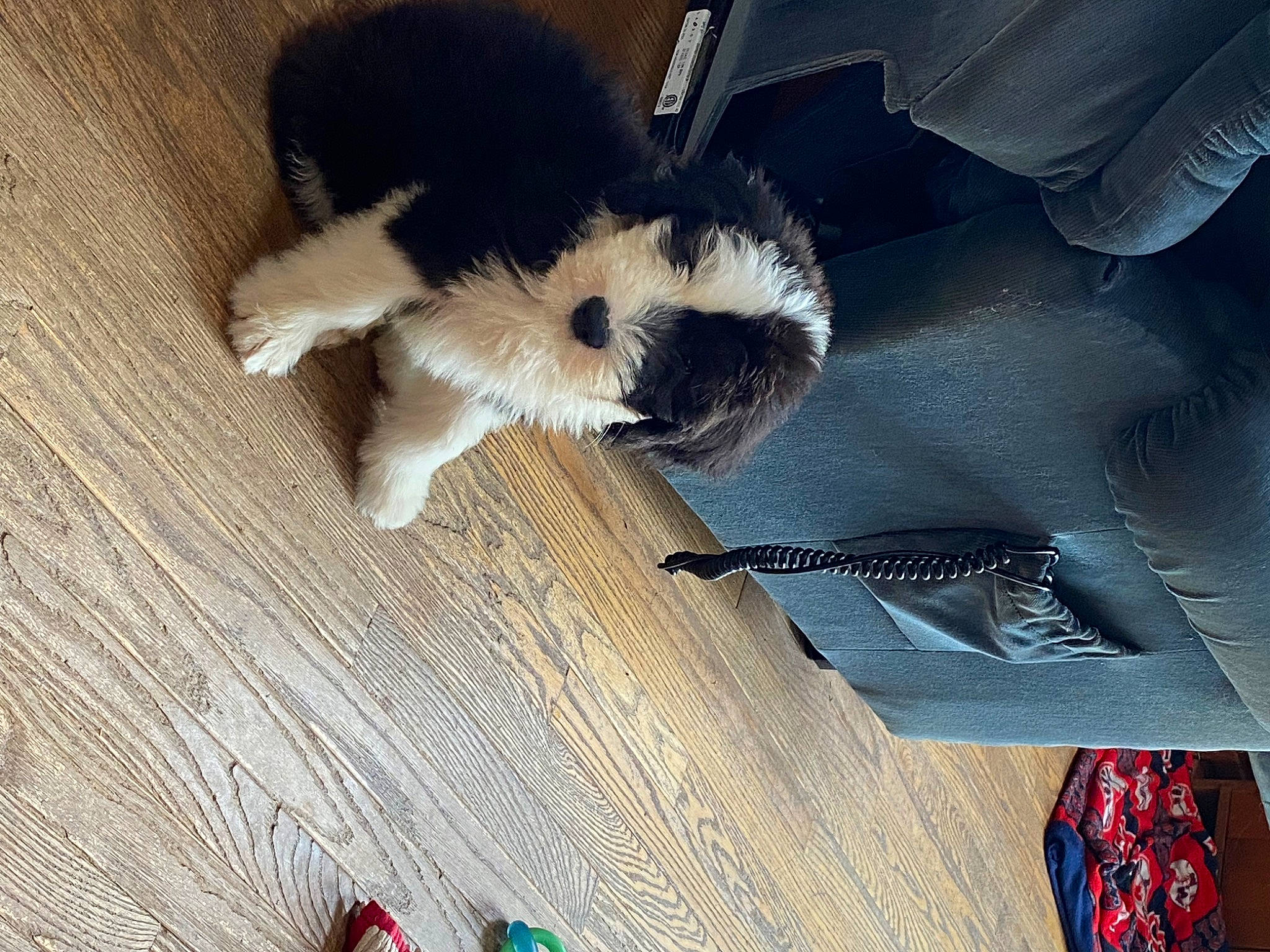 Cooper joined the competition — help win amazing prizes! canidae, carmine, carnivore, comfort, companion_dog, dog, dog_breed, fawn, felidae, floor, flooring, fur, hardwood, paw, small_to_medium_sized_cats, snout, sporting_group, tail, whiskers, wood