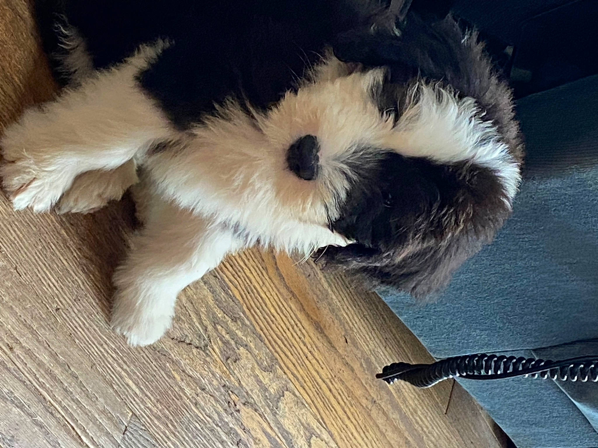 Cooper is registered to the contest to win money with this photo: canidae, carnivore, companion_dog, dog, dog_breed, flooring, foot, fur, hardwood, paw, small_terrier, snout, sporting_group, tail, terrier, toy_dog, whiskers, wood, wood_stain, working_animal