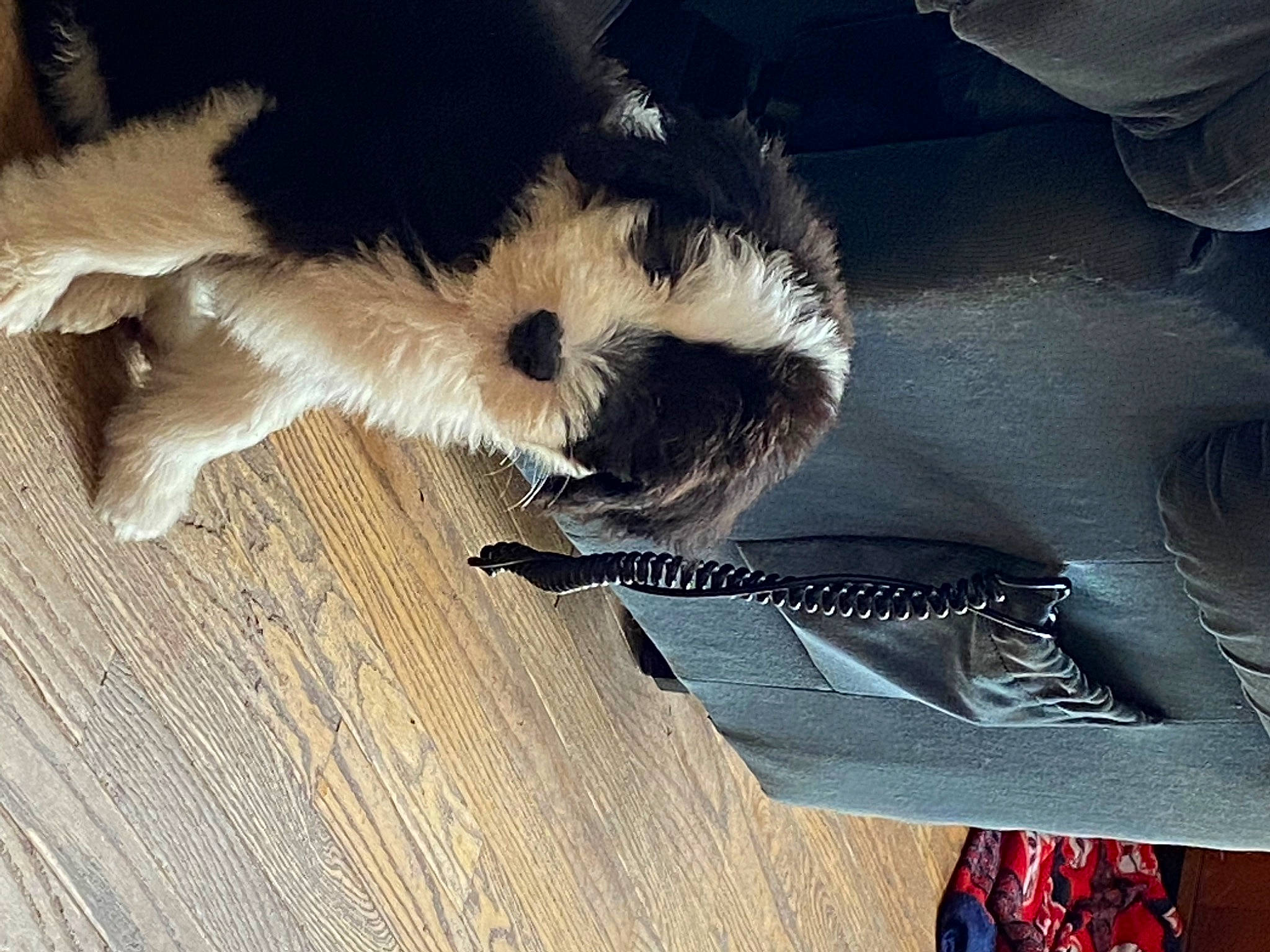 Cooper is registered to the contest to win money with this photo: carnivore, cloud, comfort, companion_dog, dog, dog_breed, felidae, flooring, foot, fur, hardwood, human_leg, paw, small_to_medium_sized_cats, snout, tail, whiskers, windshield, wood, wood_stain