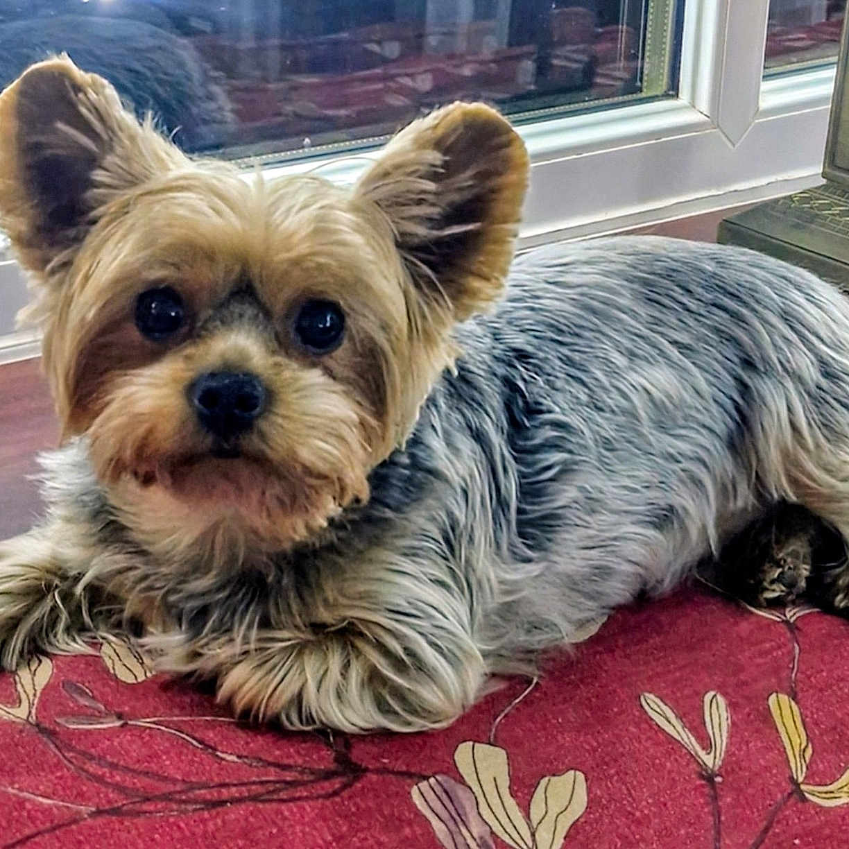 Pippa joined the competition — help win amazing prizes! affenpinscher, animal, canine, computer, couch, cushion, dog, electronics, furniture, homedecor, indoors, interiordesign, laptop, mat, pc, pet, puppy, terrier, whitedog, window