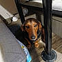 dog, dachshund, pet, under_table, table_leg, metal_pole, indoor, wood_floor, sneaker, shoe, bench, cushion, cardboard_box, brown_fur, black_fur, looking_up, eyes, nose, shadow, flooring