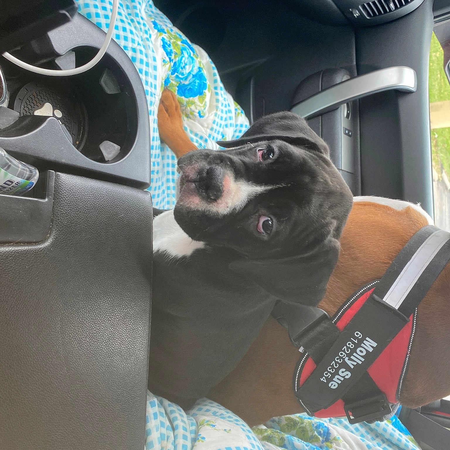 Maggie joined the competition — help win amazing prizes! auto_part, automotive_design, automotive_exterior, automotive_tire, automotive_wheel_system, car, car_seat_cover, carnivore, comfort, companion_dog, dog, dog_breed, hood, motor_vehicle, personal_luxury_car, steering_part, steering_wheel, sunglasses, vehicle, vehicle_door
