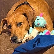 Flea joined the competition — help win amazing prizes! dog, brown_dog, plush_toy, unicorn_toy, stuffed_animal, cushion, blanket, indoor, relaxed, pet, animal, close_up, lying_down, soft_texture, cute, snuggled, paw, ears, collar, resting
