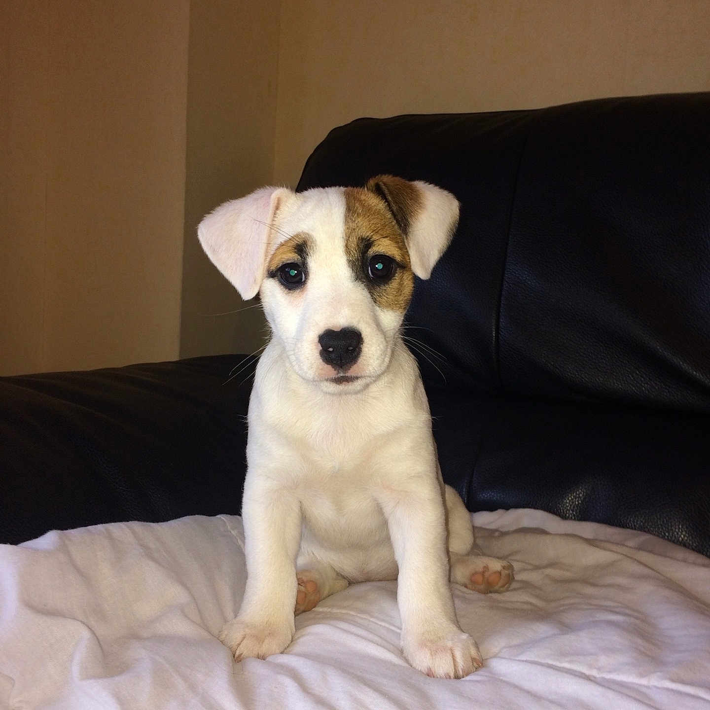 Nutella a rejoint le concours — aidez-le/la à gagner de superbes lots ! animal, black_leather, blanket, brown_patch, couch, cute, dog, domestic_animal, ears, face, fur, indoor, looking_at_camera, nose, paw, pet, puppy, sitting, white, young_dog