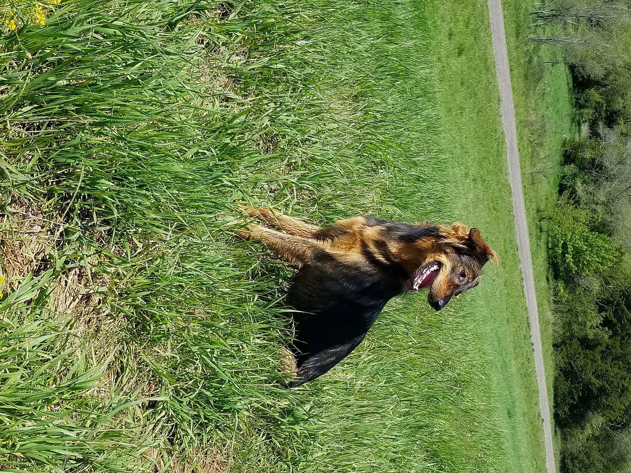 Marcy joined the competition — help win amazing prizes! canidae, carnivore, companion_dog, dog, dog_breed, fawn, german_shepherd_dog, grass, grass_family, grassland, groundcover, lawn, liver, old_german_shepherd_dog, pasture, people_in_nature, plant, snout, sporting_group, terrestrial_animal