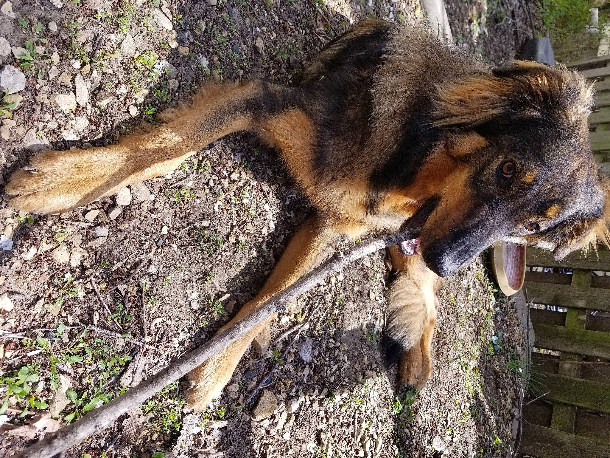 Marcy is registered to the contest to win money with this photo: canidae, carnivore, claw, dog, dog_breed, fawn, fur, german_shepherd_dog, grass, livestock, old_german_shepherd_dog, snout, soil, sporting_group, tail, terrestrial_animal, tervuren, tree, wildlife, wood