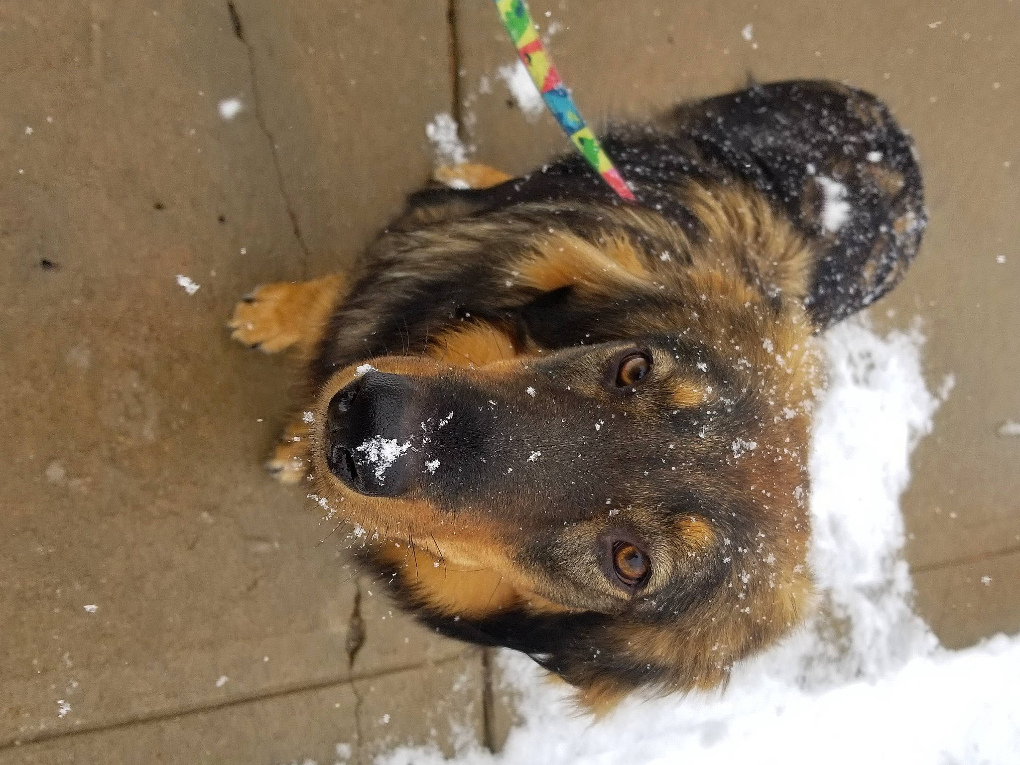 Marcy joined the competition — help win amazing prizes! canidae, carnivore, companion_dog, dog, dog_breed, fawn, foot, fur, liver, natural_material, paw, pet_supply, snow, sporting_group, street_dog, terrestrial_animal, whiskers, winter, working_animal, working_dog