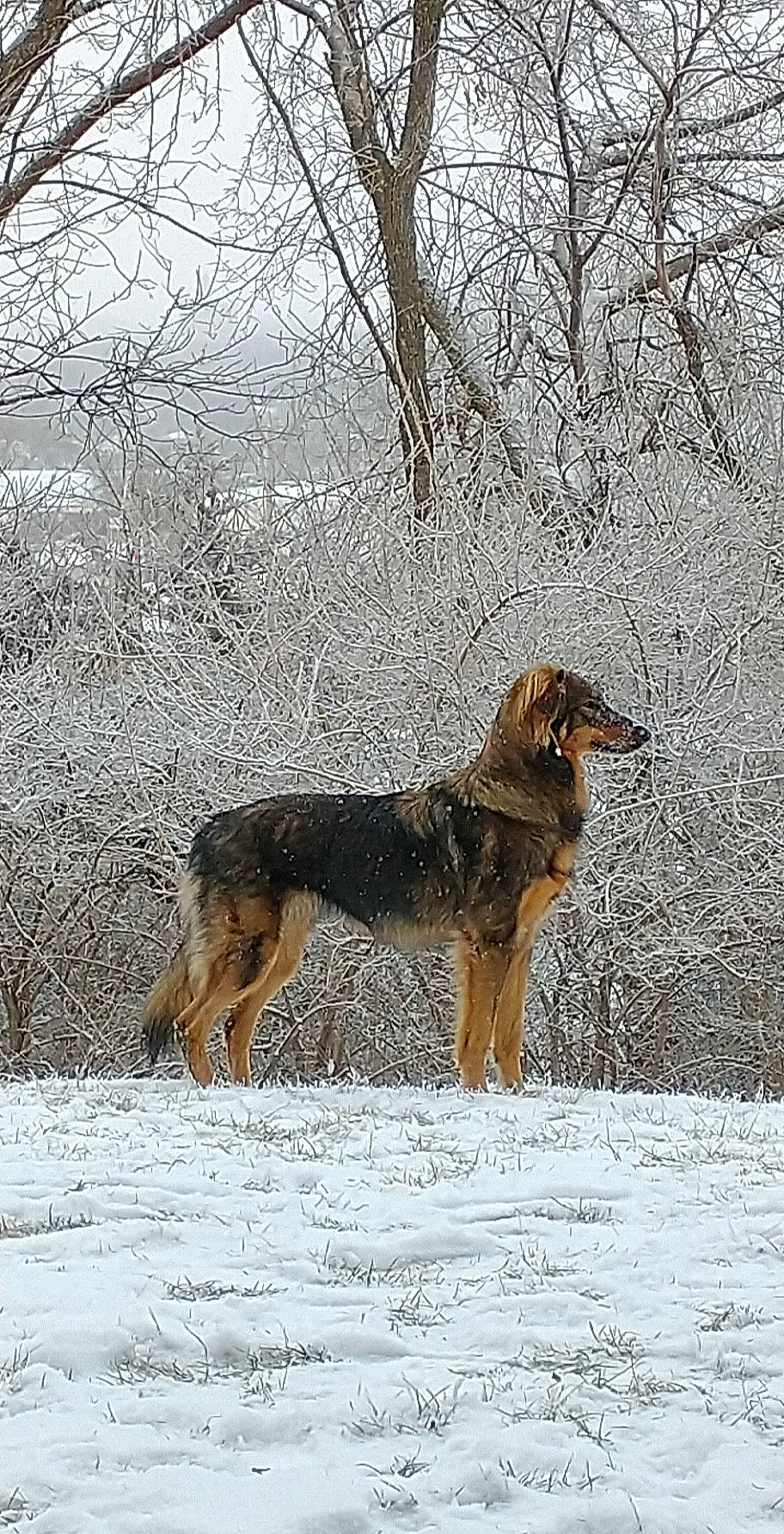 Marcy is registered to the contest to win money with this photo: art, canidae, carnivore, dog, dog_breed, fawn, freezing, painting, plant, snout, snow, sporting_group, tail, terrestrial_animal, tree, twig, wildlife, winter, working_animal, working_dog
