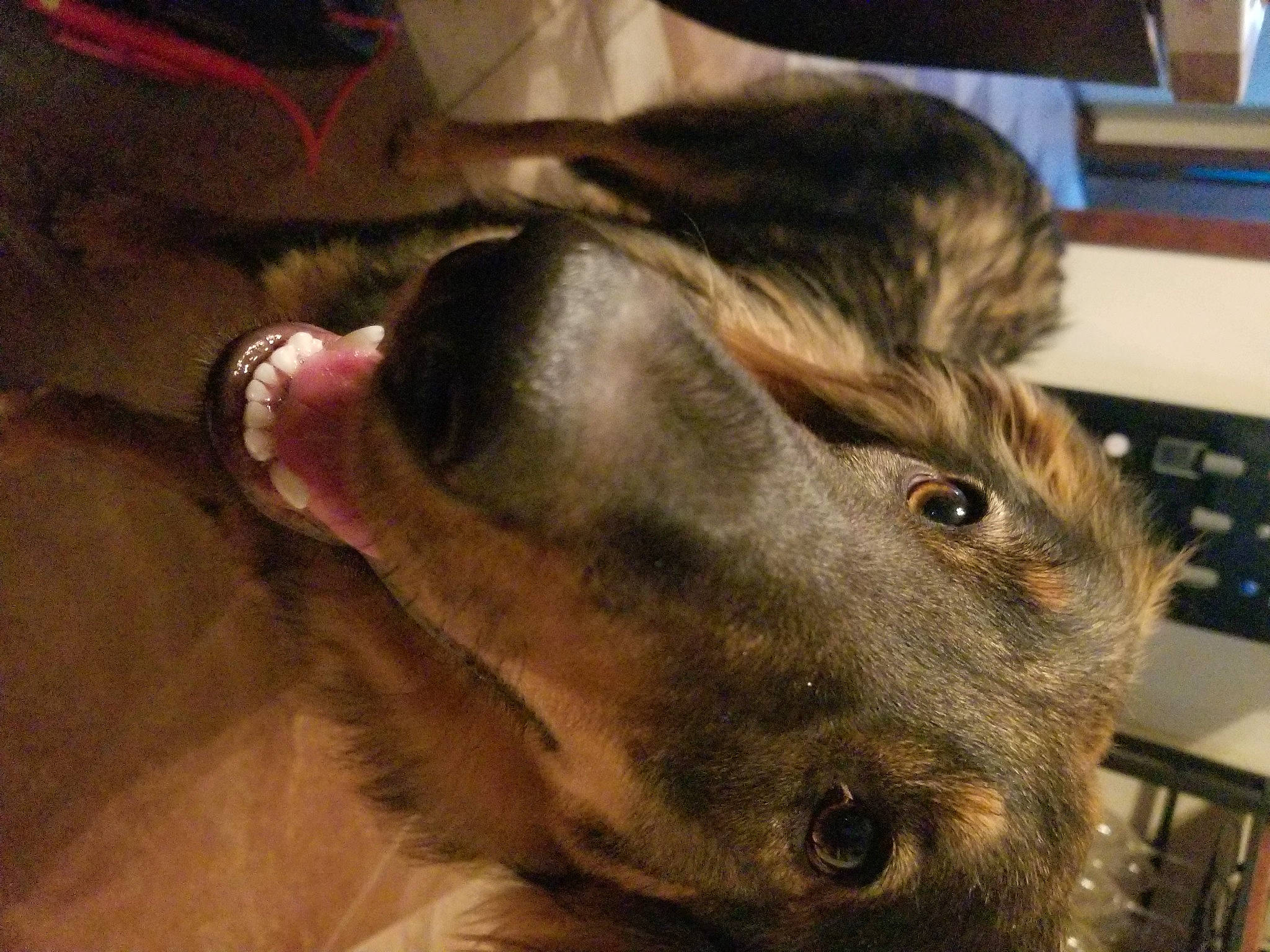Marcy is registered to the contest to win money with this photo: canidae, carnivore, companion_dog, computer_keyboard, dog, dog_breed, ear, fawn, fur, guard_dog, jaw, liver, metal, pack_animal, snout, sporting_group, whiskers, wildlife, wood, working_animal