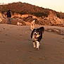 Oasis a rejoint le concours — aidez-le/la à gagner de superbes lots ! dog, beach, sand, rocks, person, sunset, outdoor, nature, grass, cliffs, running, happy, animal, pet, walking, landscape, dawn, playful, canine, daylight