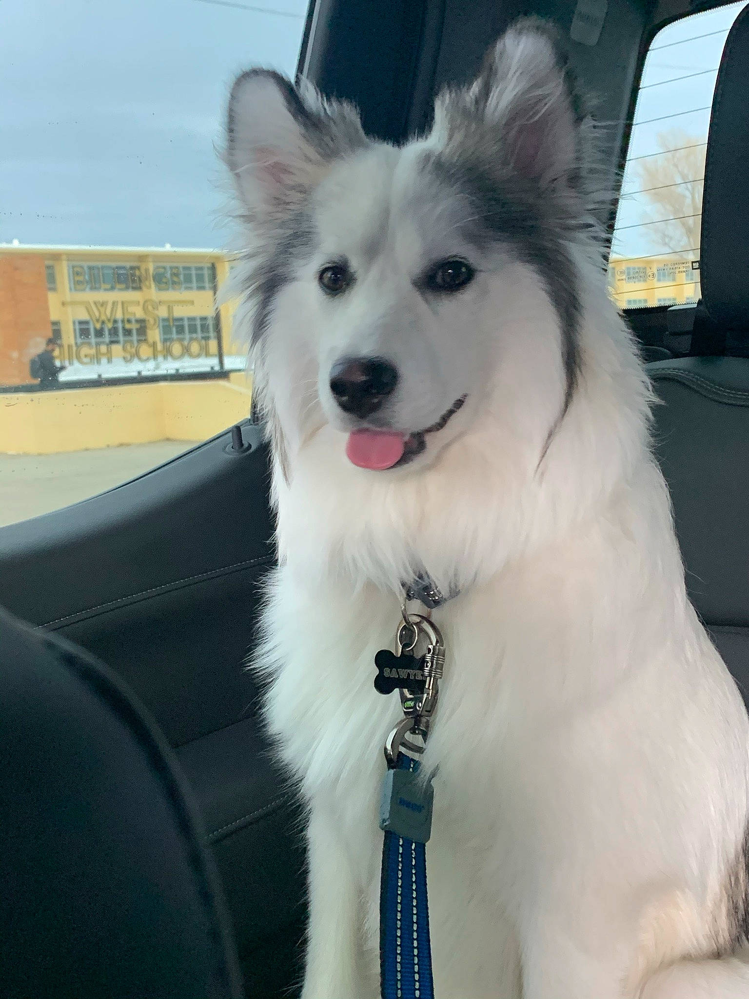 Sawyer is registered to the contest to win money with this photo: american_eskimo_dog, ancient_dog_breeds, canidae, carnivore, collar, companion_dog, dog, dog_breed, dog_collar, fur, indian_spitz, japanese_spitz, jaw, samoyed, snout, spitz, sporting_group, tongue, vehicle_door, working_animal