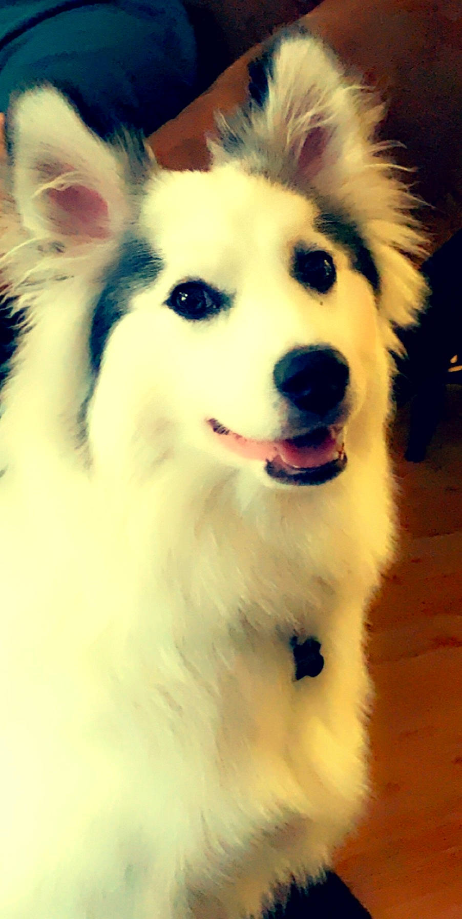 Sawyer joined the competition — help win amazing prizes! american_eskimo_dog, ancient_dog_breeds, canidae, carnivore, collar, companion_dog, dog, dog_breed, fur, indian_spitz, jaw, neck, non_sporting_group, samoyed, snout, sporting_group, vertebrate, whiskers, white, working_animal